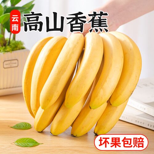 高山甜蕉新鲜水果香蕉当季产地直发青蕉发货现摘现发自然熟需催熟
