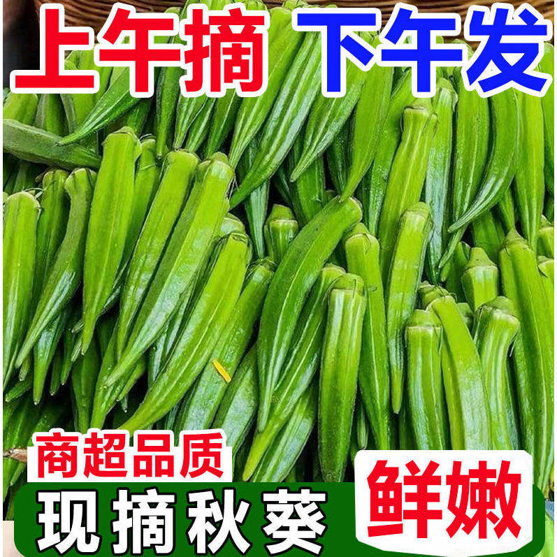 福建当季新鲜秋葵新鲜蔬菜秋葵鲜嫩黄秋葵净重1-4.8斤现摘秋葵