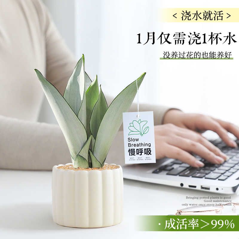 白玉虎皮兰办公室小盆栽绿植花卉室内桌面上工位摆件耐旱好养植物