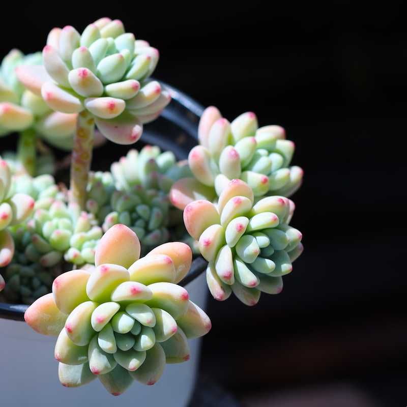 劳尔多肉植物组合盆栽带盆栽好云南新手云南直发贵货桌面肉肉精品