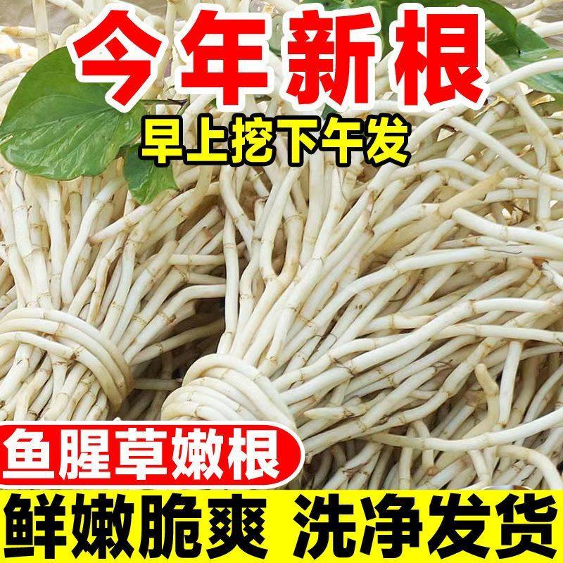 鱼腥草折耳根新鲜嫩芽野蔬菜带泥商用贵州四川节节根苗凉拌下饭菜,水产肉类/新鲜蔬果/熟食,其它,淘宝优惠券,粉丝福利购,淘宝优惠卷