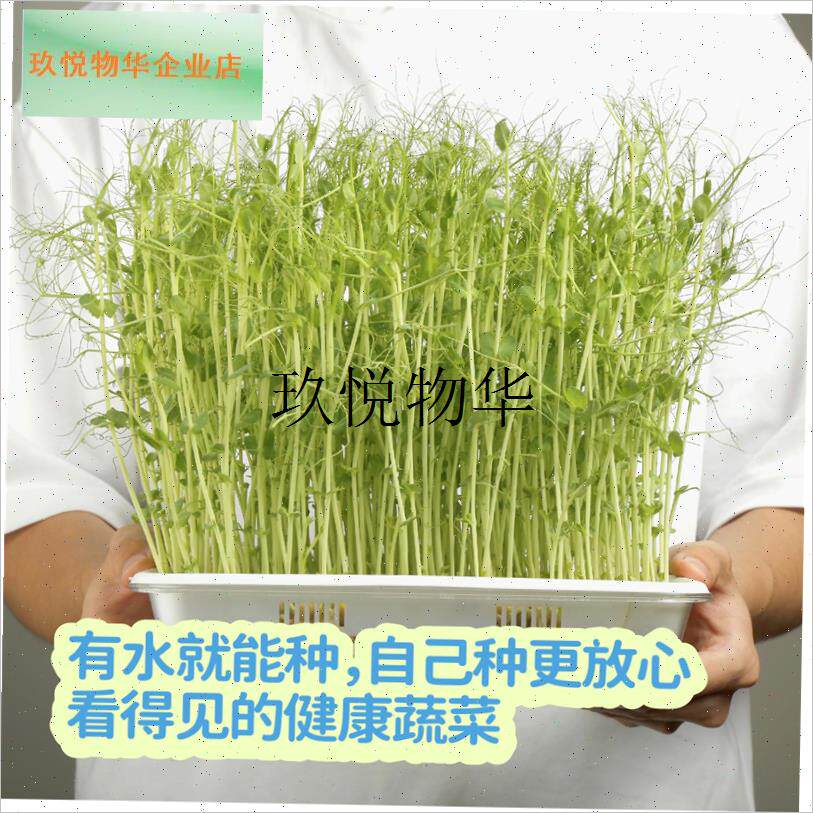 芽苗g菜种植套装可食用豌豆芽香椿苗家用水培蔬菜芽苗盘,