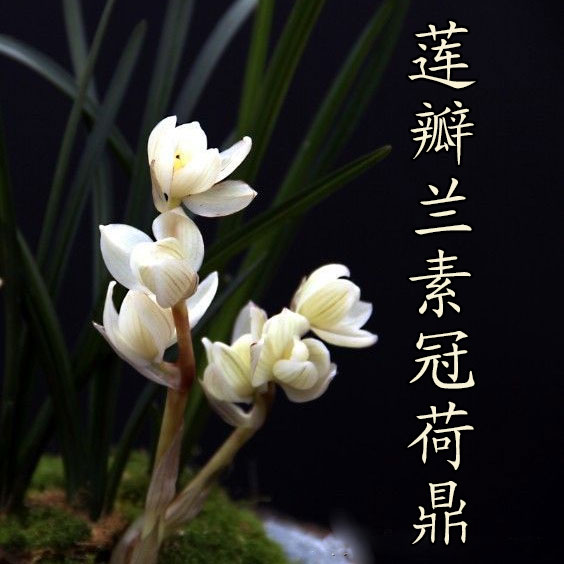 正品兰花高档兰花莲瓣兰素心矮种素冠荷鼎稀U世珍盆栽 免邮