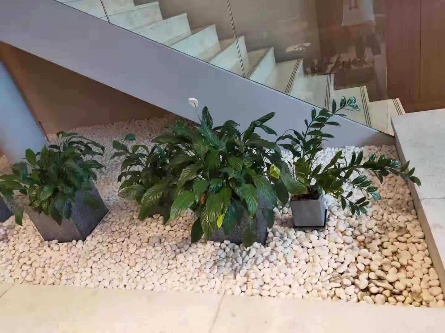 园艺石子水洗石白石头批发汉白玉彩石园艺盆栽石头铺面庭院造景