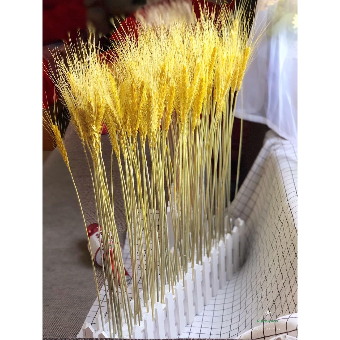 天然干花小麦穗栅栏设置开放大麦田园装饰礼品摄影道具稻穗干花艺