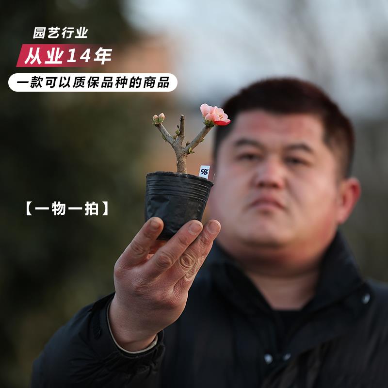 精品长寿宝海棠覆色出锦长寿梅原生微型盆景苗带花苞小叶东阳锦