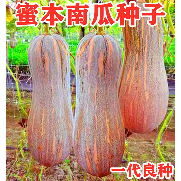 早栗蜜本南瓜种子超甜粉面蜜本甜南瓜早熟高产耐贮运四季蔬菜种籽