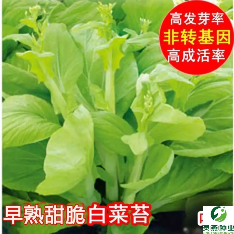 早熟白菜苔种籽心子香甜阳台庭院
