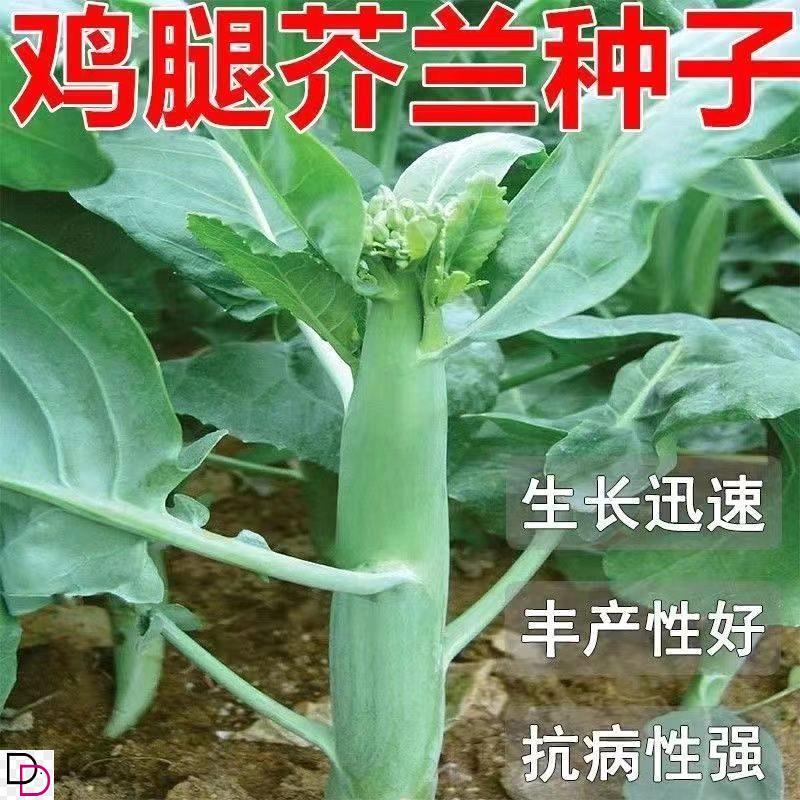 【割完又长】鸡腿芥蓝孖芥兰菜苗脆甜可口春季耐热耐寒四季播蔬菜