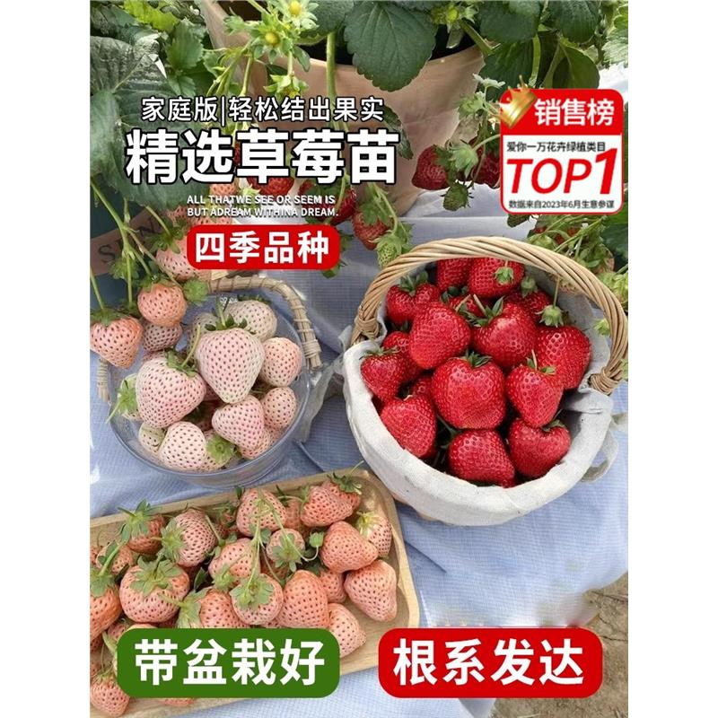 奶油草莓苗盆栽带盆带土种籽子可食用红颜四季结果阳台种植新苗秧
