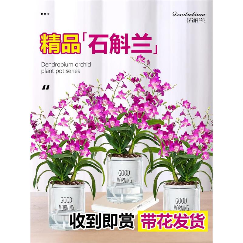 澳洲香水石斛兰耐寒带花苞