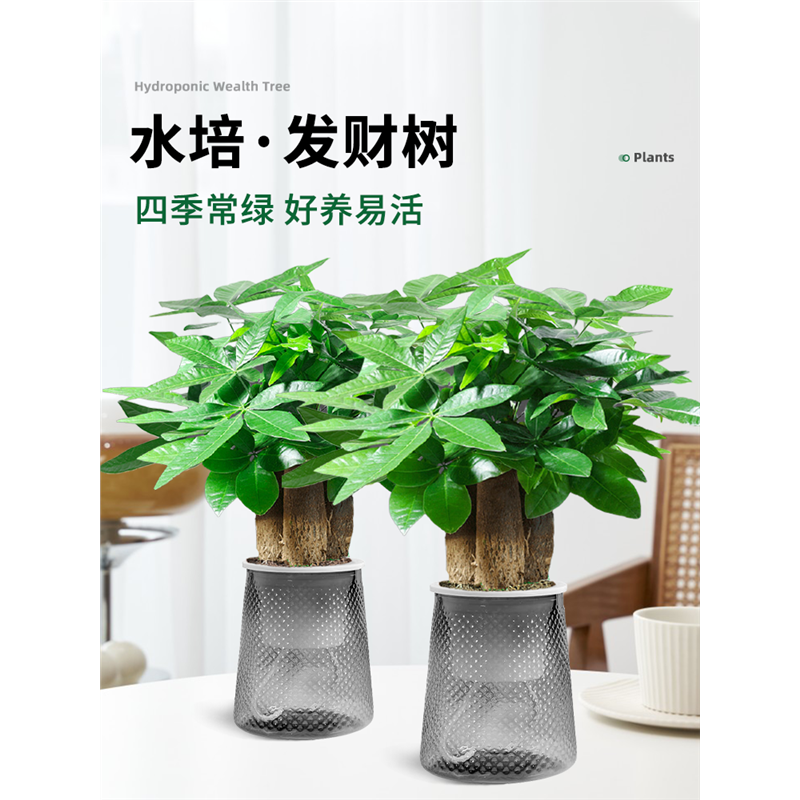 发财树小盆栽摆件办公室绿