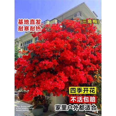 三角梅重瓣阳台盆栽精选壮