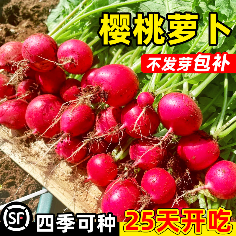 樱桃萝卜种籽四季水果子阳