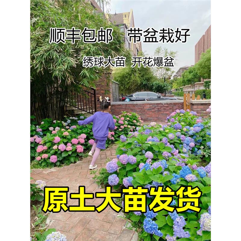 绣球花盆栽带苞老桩室内庭