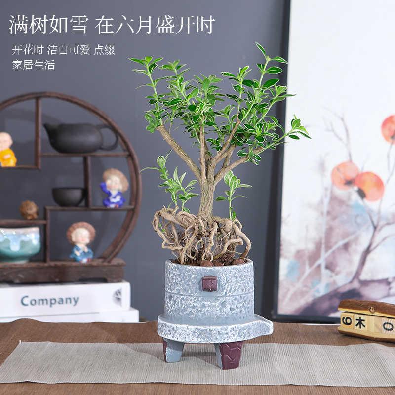 六月雪盆栽悬崖微型景好养