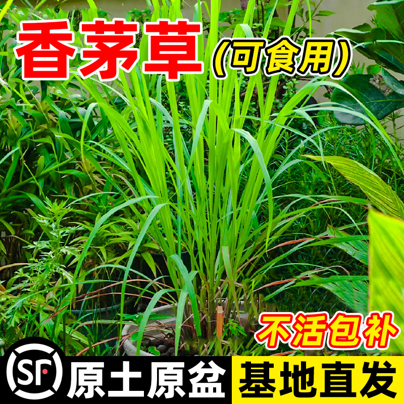 新鲜香茅草泰国菜冬阴功可食用柠檬草盆栽室内客厅阳台驱蚊绿植物