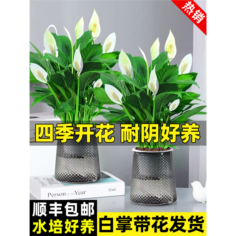 白掌盆栽一帆风顺绿萝箩花