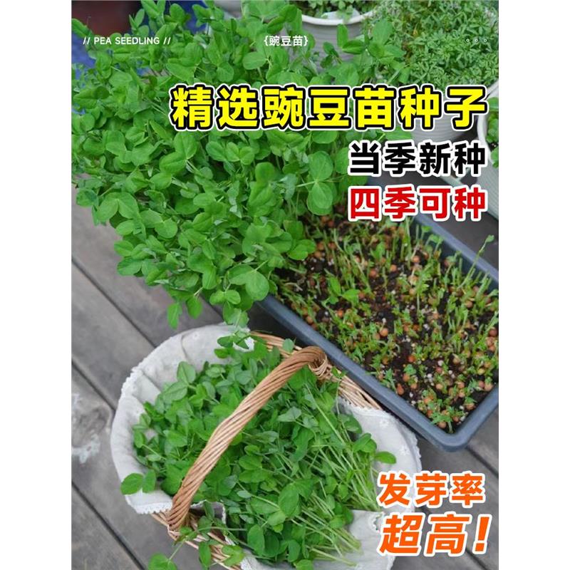 豌豆苗种蔬菜豌豆种籽尖芽苗菜种子种籽四季种植孑碗豆种碗豆吃苗