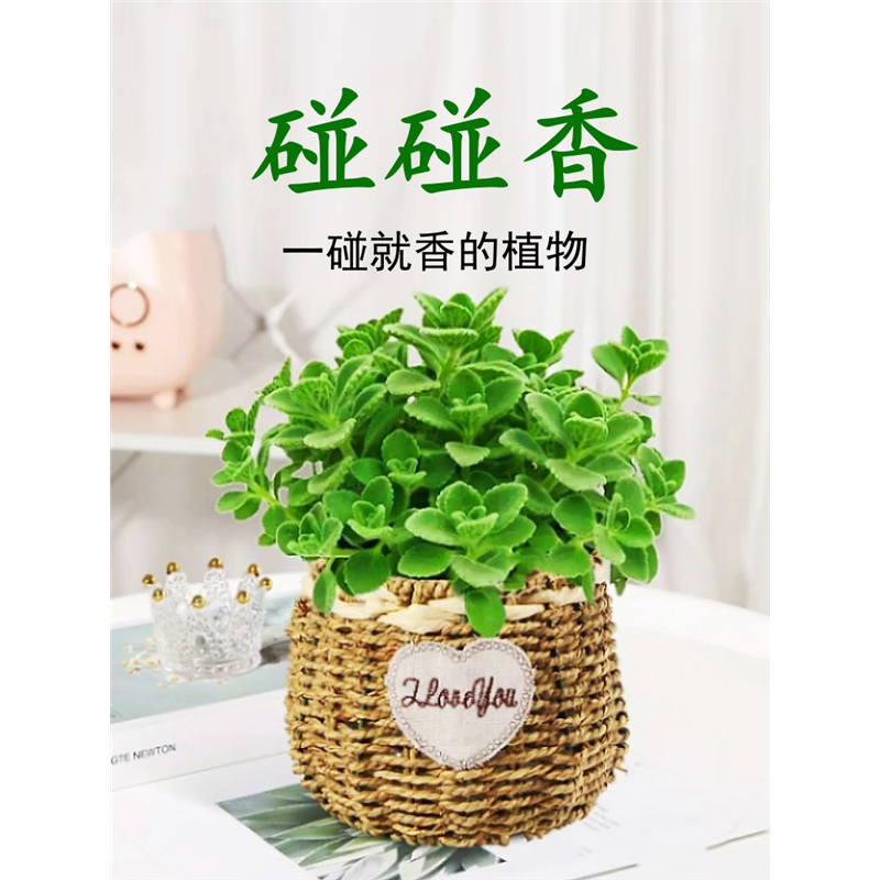 碰香盆栽可食用绿植驱蚊提