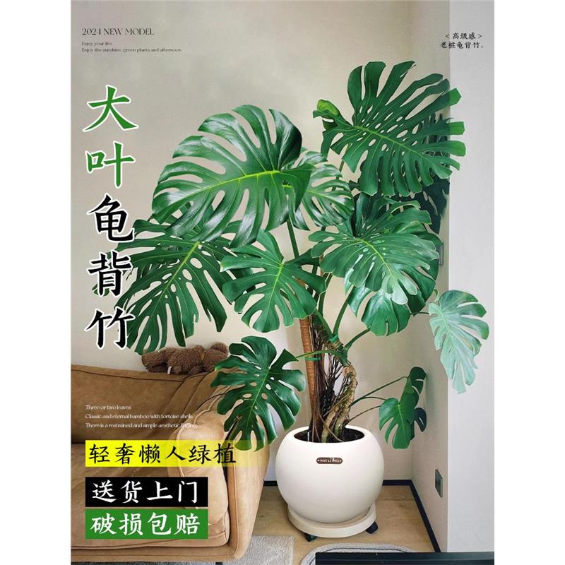 龟背竹老桩绿植客厅大盆栽