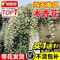 白木香花苗爬藤植物室內(nèi)外