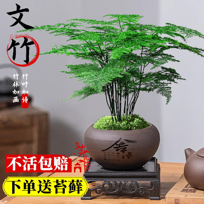 文竹盆栽植物室内花卉景客