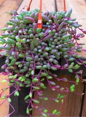 多肉植物紫玄月吊兰佛珠花