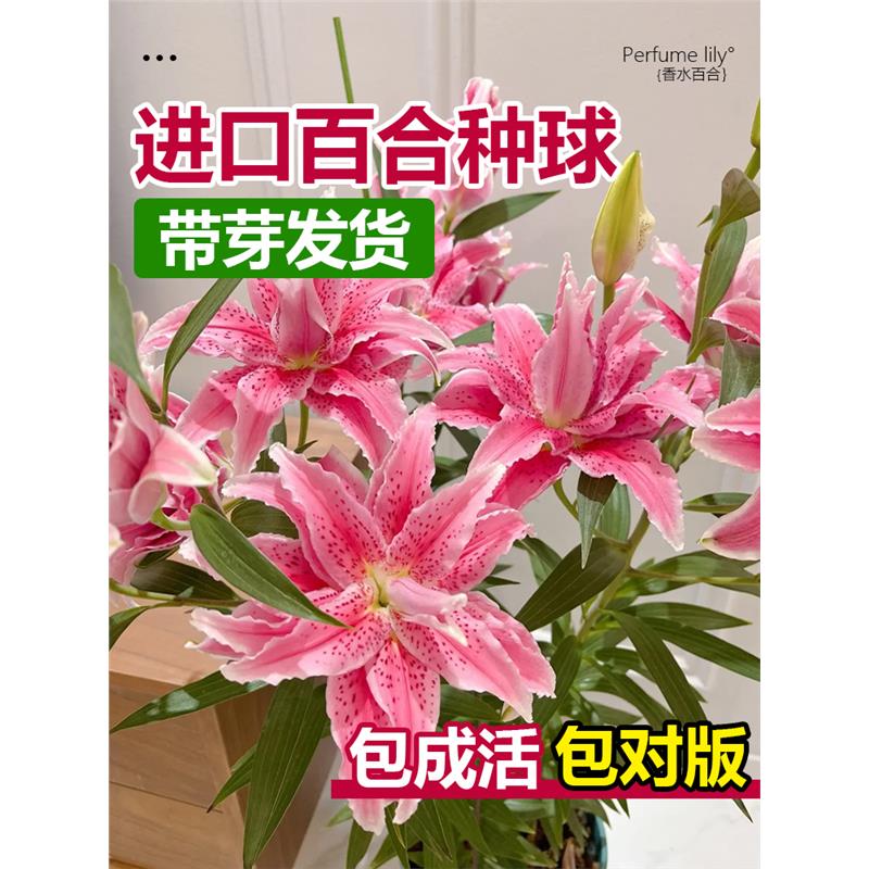 进口重瓣香水百合花种球盆