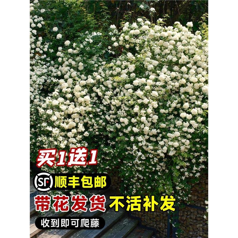 黄木香花苗爬藤植物卉重瓣