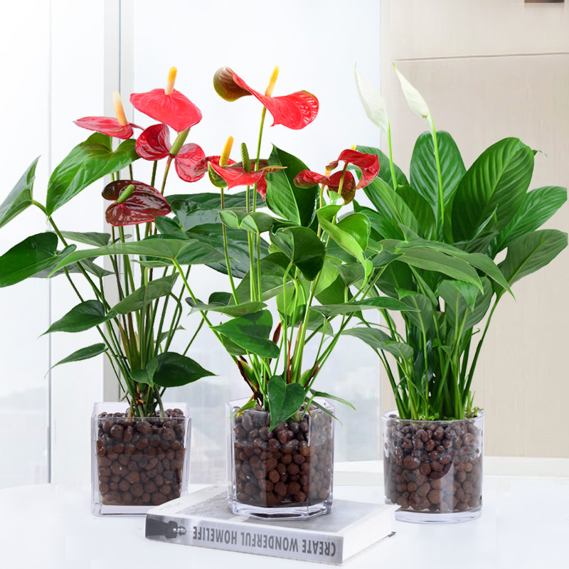 白掌盆栽水培植物室内一帆