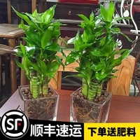荷花竹觀音水培植物盆栽綠