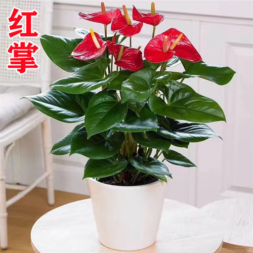 红掌白盆栽年宵花卉植物室