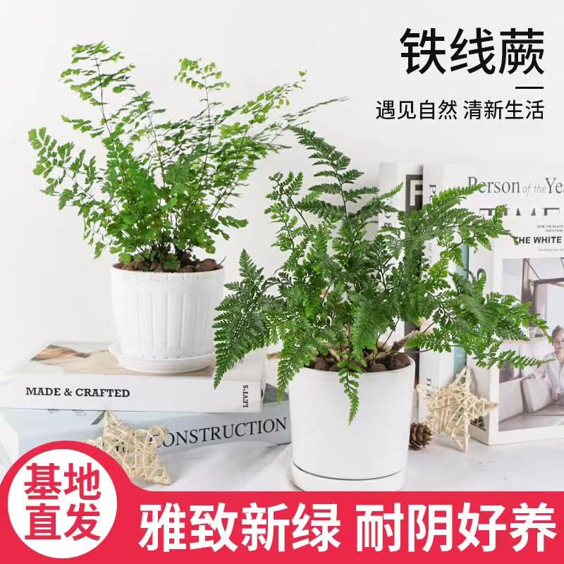 蕨类植物铁线盆栽驱蚊狼尾