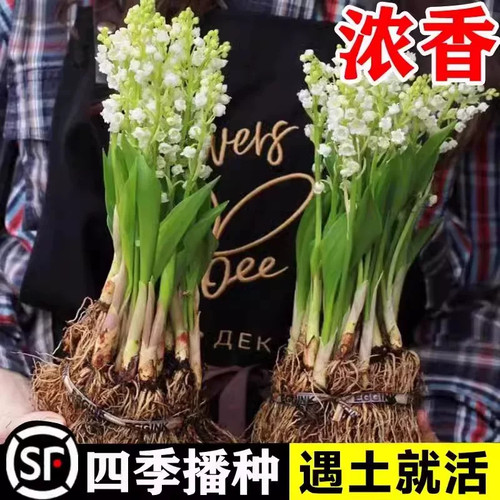 铃兰花苗带芽根盆栽植物种