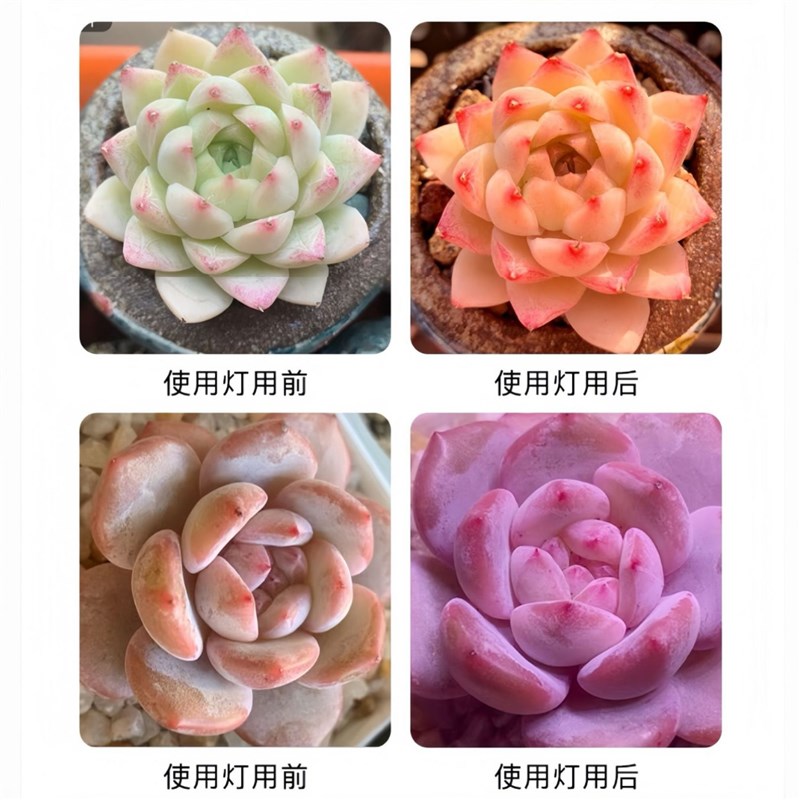 T20防水IP65植物灯室内多肉绿植led生长灯条全光谱100w补光灯照明