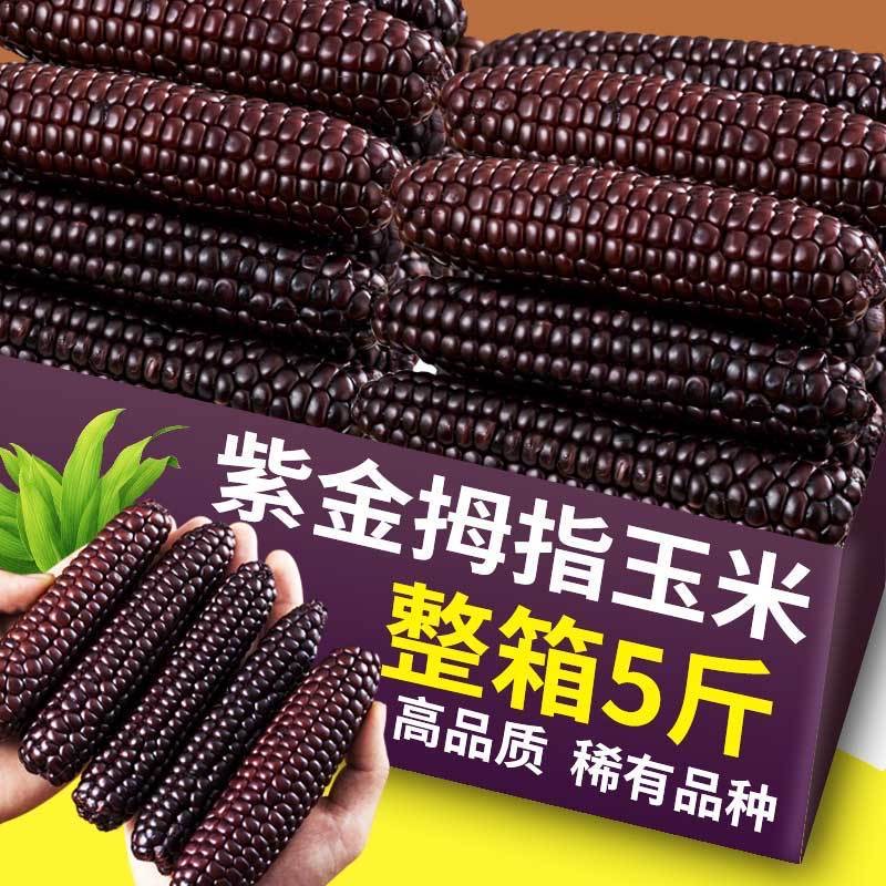 西双版纳拇指玉米新鲜甜香紫糯即食迷你黑糯玉米儿童宝宝早餐代餐