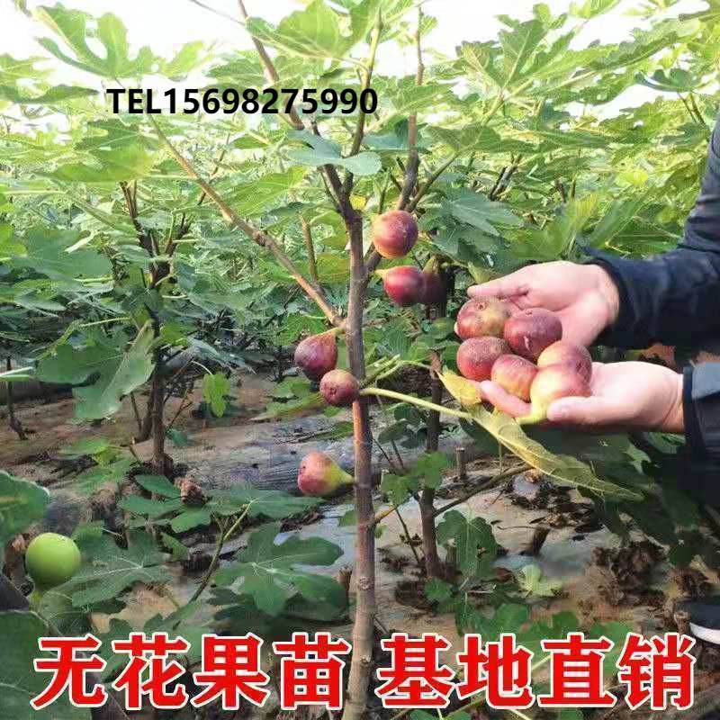 特大耐寒无花果树苗 盆栽无花果苗波姬红南北方地栽种植四季结果