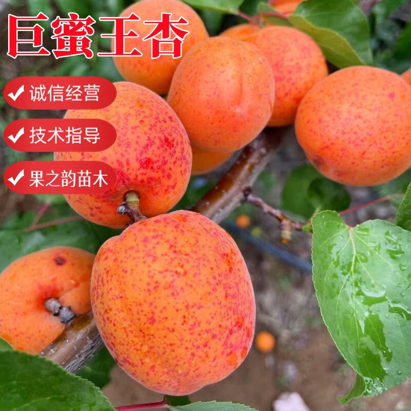 特大巨蜜王杏树苗嫁接离核杏子果树苗当年结果南北方种植庭院耐寒