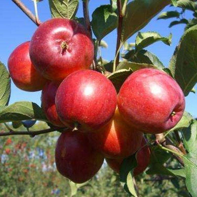 123苹果树苗南北方种植吉