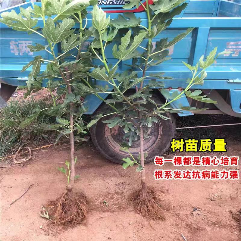 红矮生无花果苗树苗中国紫果无花果树苗四季南方北方种植当年结果