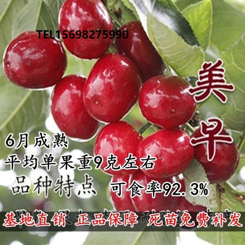 美早樱桃苗大樱桃树车厘子树苗果树果苗盆栽果树苗北南方种植水果