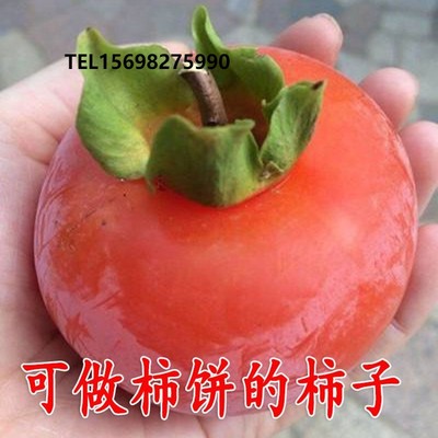 无籽月柿子苗 嫁接无核脱涩柿子树苗恭城月柿树苗水柿苗当年结果