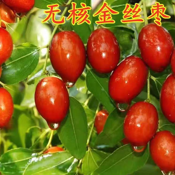 嫁接枣树苗 金丝小枣 枣树树苗 南方北方果树苗地栽 当年结果