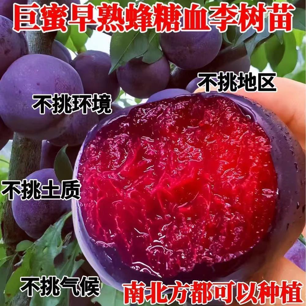 特大蜂糖血李子树苗新品种嫁接苗爆甜大果南北方种植盆栽地栽早熟