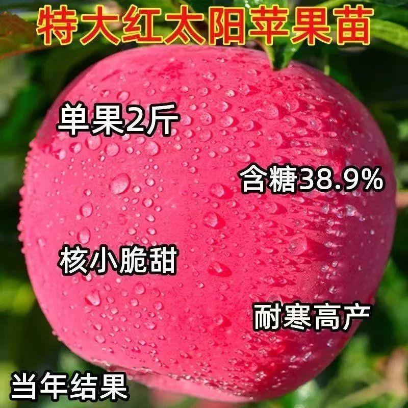 苹果树苗新品种红太阳大苹果树苗当年结果耐寒耐旱南北方种植果树