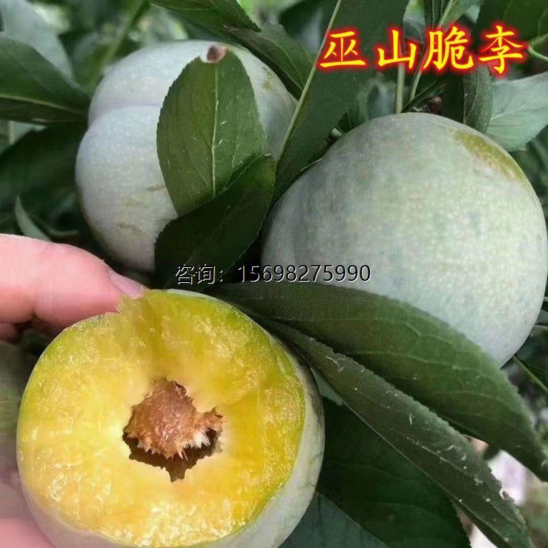 巫山李子树苗脆南北方地