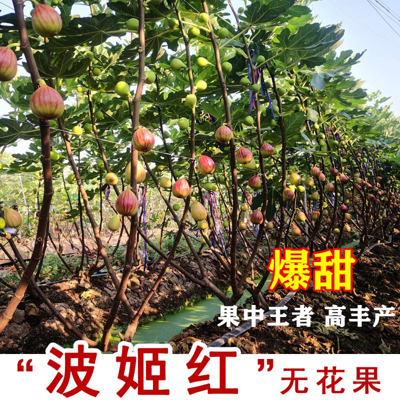 无花果苗四季盆栽特大波姬红庭院北南方种植当年结果果树果苗