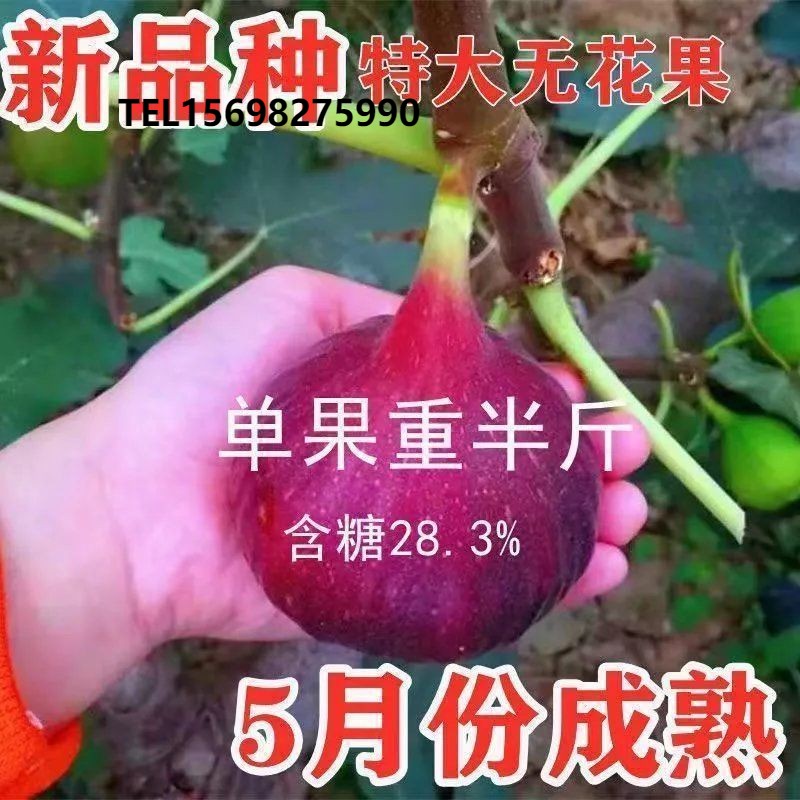 无花果树苗特大新品种波姬红紫果无花果苗盆栽地栽南北方种植结果