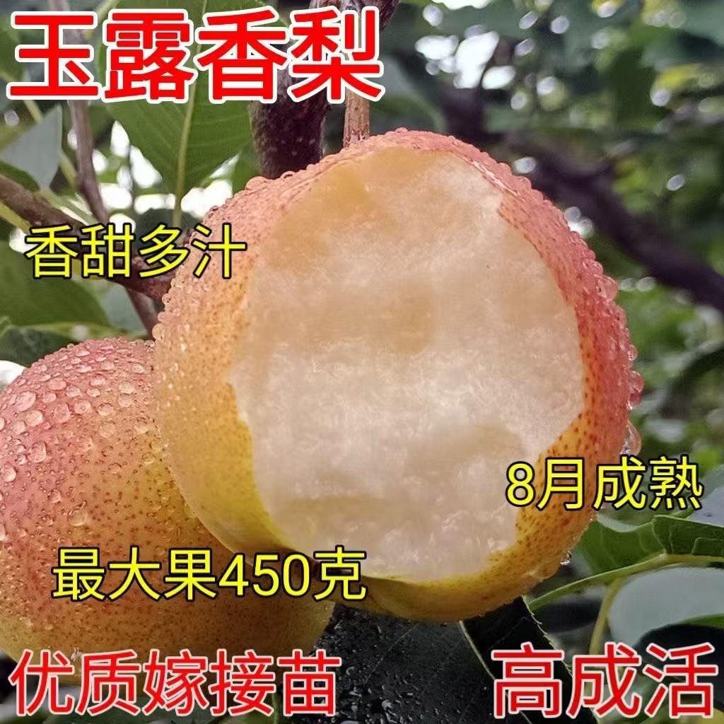 特大香梨树果苗嫁接玉露